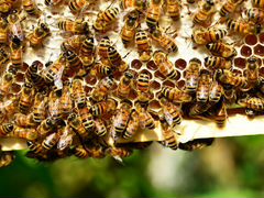 Пчелосемьи, отводки