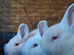 Кролики,: Новозеландская белая, Серебристая(полтав