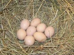 Инкубационное яйцо Кучинских Юбилейных кур и цыпля