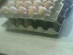 Инкубационные яйца брама
