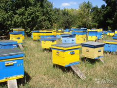 Продам пчелопакеты карники и украинской степной