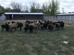 Овцы и бараны эдельбаевская курдючная