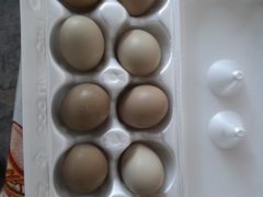 Инкубационное яйцо румынского фазана