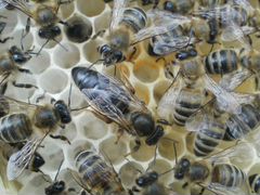 Пчелопакеты, пчелосемьи, пчелы