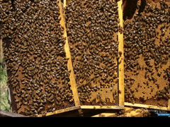 Пчелосемьи, Карпатка
