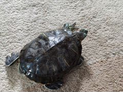 Черепаха красноухая с аквариум