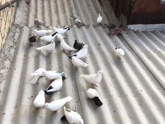 Продаю голубей бакинские черно хвосты и белые безч