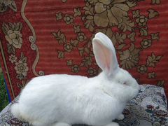 Кролики быстрого роста и сильной имункой