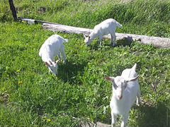 Продам зааненского или обменяю на двух простых коз
