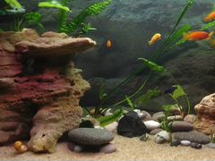 Камни для аквариума. песчанник ракушечник декор