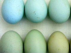 Яйцо на инкубацию куриное голубое