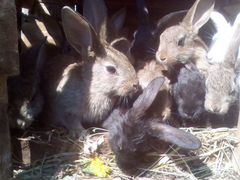Кролики малыши и средние за одного