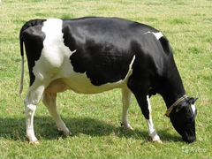 Молоко сырое коровье, фермерское