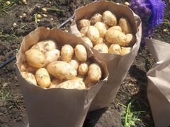 Картофель продовольственный (Ривьера, Импала, Ред