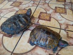 Черепахи большие красноухие аквариумные