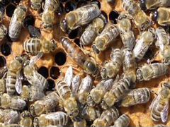 Продам лесных пчёл,с обучением в вашу тару
