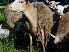 Овцы Катумские
