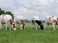 Коровы, тёлочка и бычок