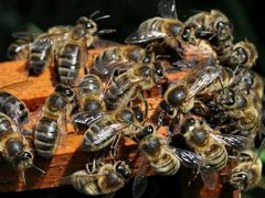 Миролюбивые Пчёлы. Пчелосемьи, пчелопакеты