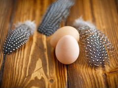 Продаются инкубационные яйца цесарки