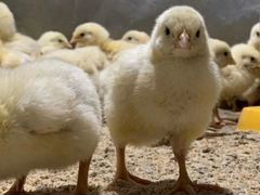 Продам цыплят бройлер, подрощенные, вывод 12 июня