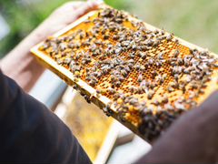 Продукция пчел с пасеки
