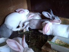 Кролики возраст 3 месяца