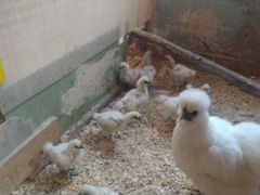 Цыплята домашние