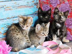 Сладкие котятки ищут дом