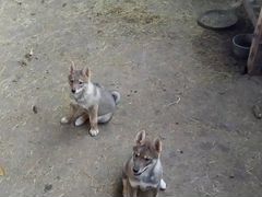 Двухмесячные щенки от Западно-Сибирской Лайки