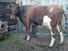 Корова молочной породы
