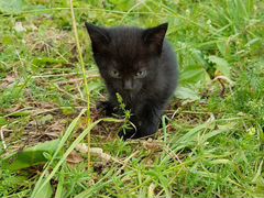 Котёнок чёрный мальчик