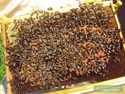 Семьи, пчелосемья 10 рамок, матки