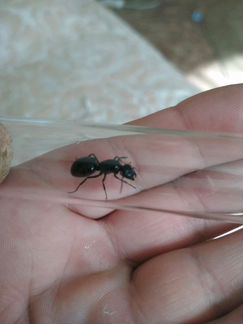 Муравьи Camponotus (черный древоточец)
