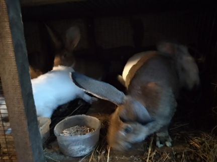 Кролики на племя, мясо