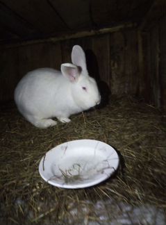 Кролики белый панон