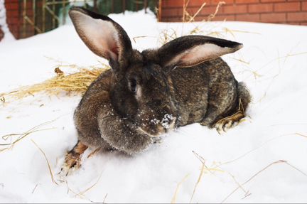 Голодный кролик пермь. Голодный кролик Пермь фото. Веснои.купить кроликов внижнквартовске.адресвартовский. Кролики в Перми купить.