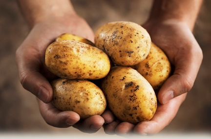 Продам картофель (ведро)