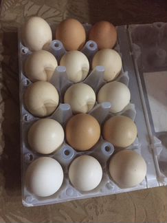 Яйца инкубационные Фаверольные. Под заказ или цыпл