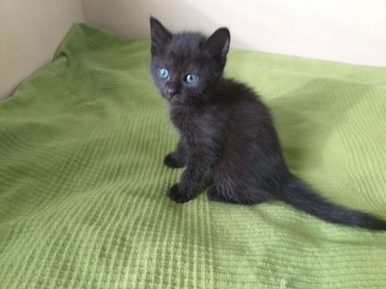 Котенок чёрный окрас, голубые глаза, 3 месяца, отд