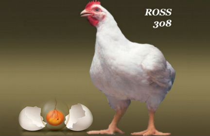Инкубационное яйцо бройлера Кобб-500, Росс 308