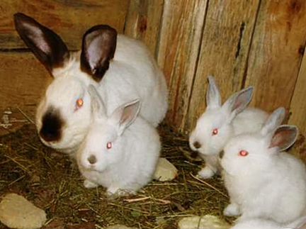 Продам трёх кроликов
