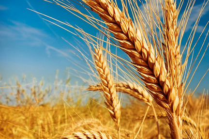 Зерно, пшеница, кукуруза, ячмень, семечка и тд