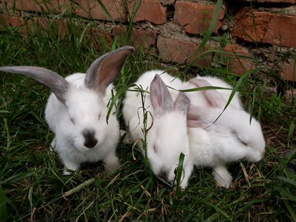 Кролики (нзб+французский баран)