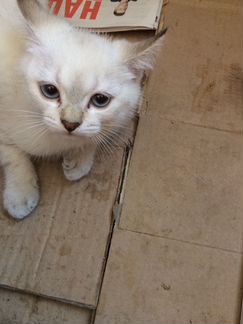 Тайский котёнок 3 месяца сегодня ранним утром нашл