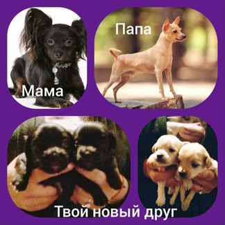 Продам щенков Русского Той Терьера