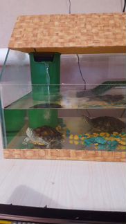 Продам черепах с аквариумом