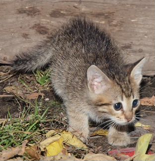Бенгальский котенок (метис) Джина, 3 месяца