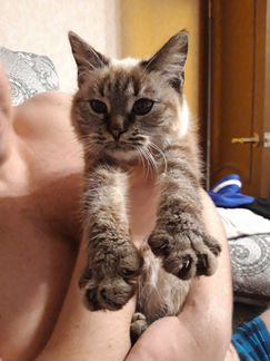 Тайская кошка (котенок-девочка)