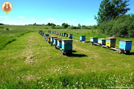 Пчелосемьи. пчеломатки,пчелопакеты